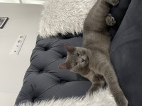 British longhair kedisi sahiplendirme