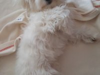 Eşsiz kalite de maltese