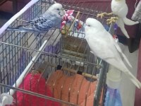 Çift yumurtlayan 1 yaşında muhabbet kuşları
