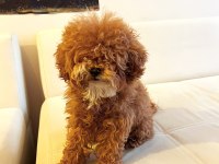 9 AYLIK DİŞİ TOY POODLE