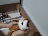 Kardeş Ginepigler tüm malzemeleri ile