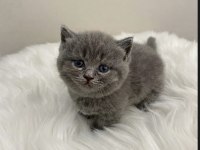 Munchkin Cüce Kısa Bacak