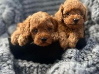 Toy Poodle Yavrular