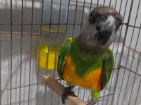 Senegal papağanı 13 aylık