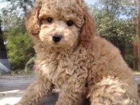 Ürk garantili poodle yavrular