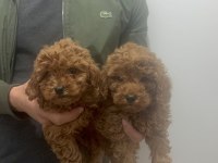 A kalite toy poodle yavruları