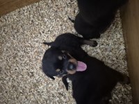 Mükemmel anatomi rottweiler