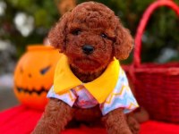 Show Kalite Toy Poodle