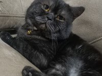 Ücretsiz British Shorthair