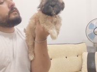 Safkan sıfır numara erkek shih tzu