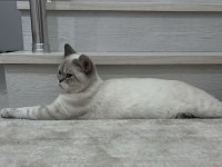 Kedimize acil yuva arıyoruz