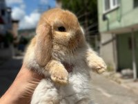 Safkan cüce ve Hollanda lop tavşanlar her ile gönderim