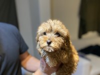 Maltipoo bebekler