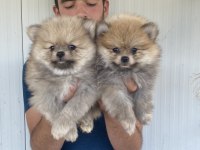 A Kalite Pomeranıan Boo Yavruları