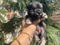 Schnauzer tatlışşş bebişleer