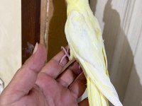 41 GÜNLÜK KUSURSUZ LUTİNO SULTAN BEBEK
