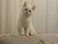 Sevimli british shorthair