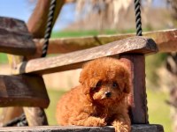 WC EĞİTİMLİ TOY POODLE YAVRULARI 