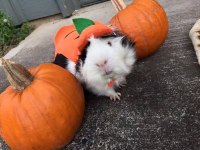 Her Irk Guinea Pig Yavrusu Adrese Teslim Hizmetimiz Vardır