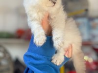 British longhair pamuk şekerler ailelerini arıyor