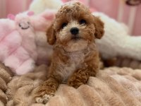 Yasal Köpek Çiftliğinden Maltipoo Yavrularımız