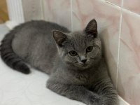KEDİLERİMİZİ ÜCRETSİZ SAHİPLENDİRECEĞİZ