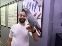 200 KELİME ÇOK KONUŞAN EVCİL JAKO PAPAĞANI
