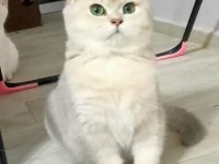 Ay11 blue golden british shorthair