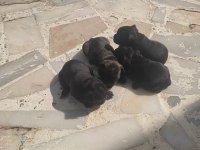 Köpeklerin Sahiplerini Bekliyoruz Dişi Erkek Mevcut