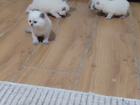 Safkan British Shorthair Bebeklerim Hazır