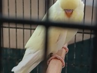 Yeni yeme düşen cremio show erkek muhabbet kuşu