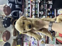 Golden retriever bebekler