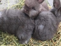 ANGORA TAVŞANI