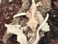 CRESTED GECKO YAVRULARI