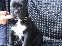 Fcı-Kıf Secereli Safkan Cane Corso Yavrular