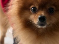 Erkek 2 yaşında 3kg pomeranian