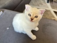 Ücretli Sahiplendirilecek Kedimiz