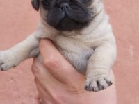 Muhteşem Pug Mops Bebek Köpekler