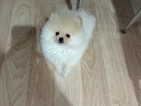 75 günlük erkek pomeranian