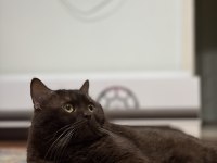 British Erkek Kedimiz