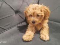 A kalite maltipoo dişi