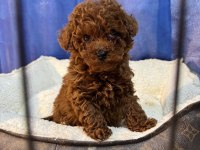 Orjinal İzmir De Ev Üretimi Wc Eğitimli Poodle