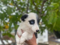 Yasal ruhsatlı çiftlikden border collie yavrular