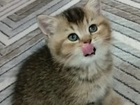 50 GÜNLÜK BİLEK GOLDEN BRİTİSH ERKEK
