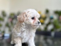 MALTİPOO HERAMIZA SICAK BİR YUVA ARIYORUZ