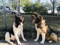 Show kalite anne babanın yavruları akita inu