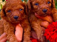 Çok sevimli toy poodle