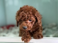 Yasal ruhsatlı çiftlikten toy poodle yavrularımız