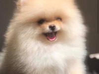 Orjinal Pomeranian yavrular