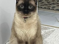 Maya isimli siyam kedisi kızımız